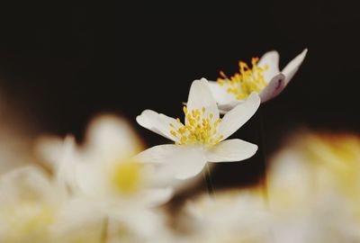 Close-up of white flower