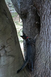 Horse on tree trunk