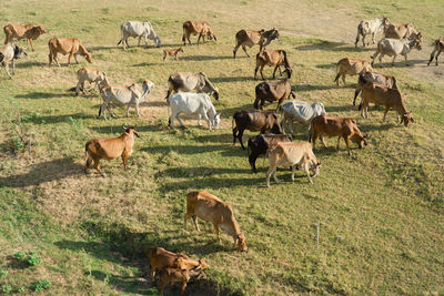 High angle view of horses grazing in field