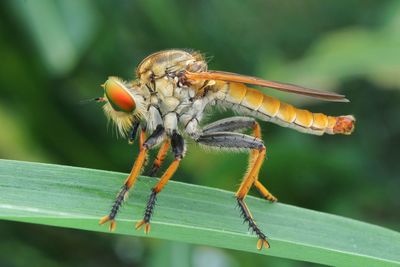 Close-up of robberfly on leaf