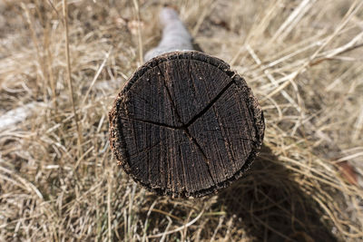 Close-up of dry leaf on tree stump