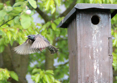 Close-up of bird by bird feeder