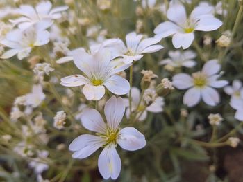 Close-up of white flowers blooming outdoors