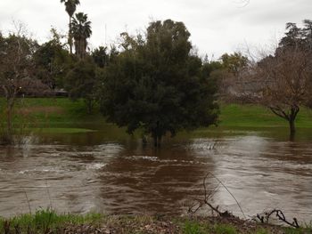 Scenic view of river by trees against sky