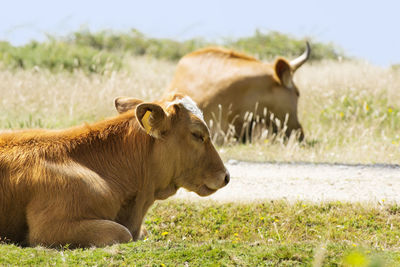 Cow on field