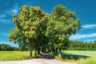 Trees growing on field against sky