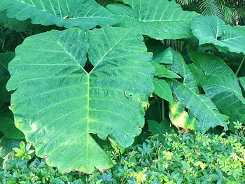 Leaves growing on plant