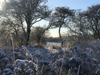 Bare trees on landscape against river during winter