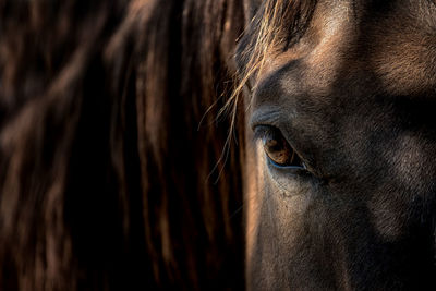 Close-up of a horse