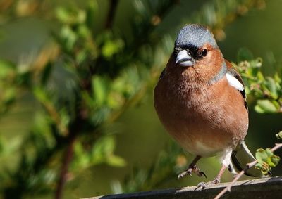 Close-up of bird perching on branch