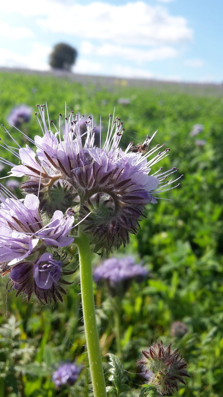 CLOSE-UP OF THISTLE FLOWER