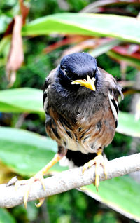 Close-up of bird perching on branch