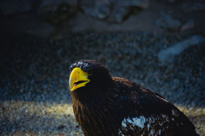 Close-up of eagle perching outdoors