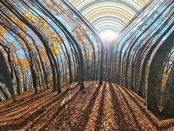 Panoramic shot of trees in forest against sky