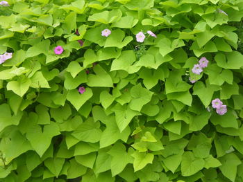 Full frame shot of purple flowers