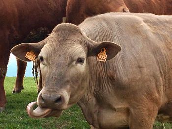 Cow standing in a field