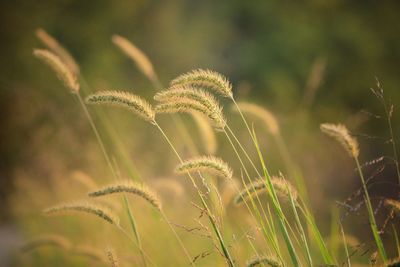 Close-up of plant growing on field