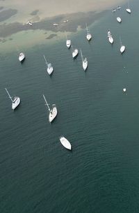 High angle view of seagulls in sea