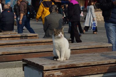 Cat sitting on bench at street