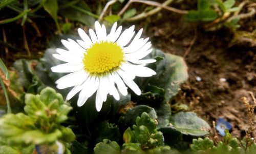 Close-up of flower blooming outdoors