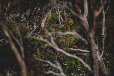 Flowering plants and trees on field in forest