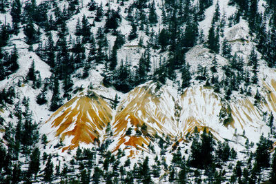 Pine trees in forest during winter