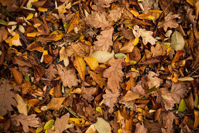 Full frame shot of dried autumn leaves