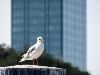 Seagull perching on a wall