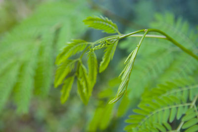 Close-up of green leaves