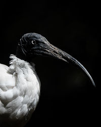 Close-up of a bird