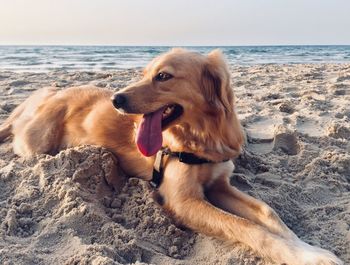 Dog looking away on beach