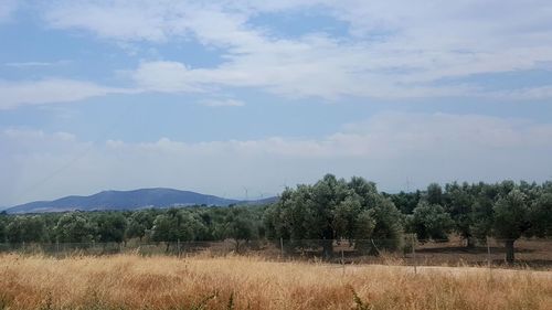 Trees on field against sky