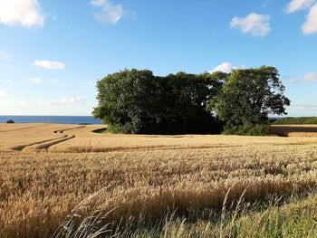 Trees growing on field against sky