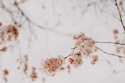 Close-up of cherry blossom tree