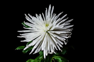 Close-up of white flower blooming against black background