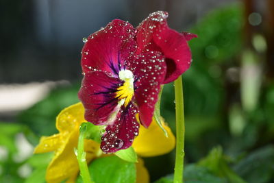 Close-up of water drops on red flower