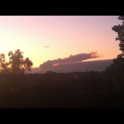 Silhouette of trees at sunset