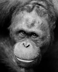 Close-up portrait of monkey