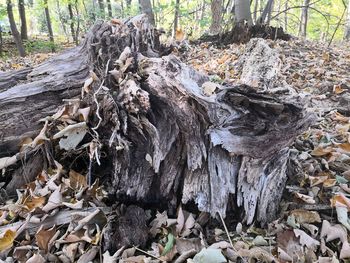 Close-up of driftwood on tree stump in forest