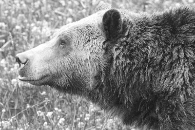 Close-up of grizzly bear on field