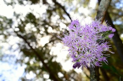 Close-up of purple flowers