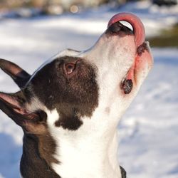 Close-up of a dog