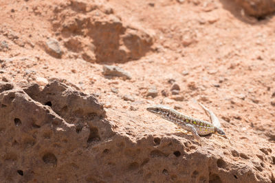 Close-up of lizard on sand
