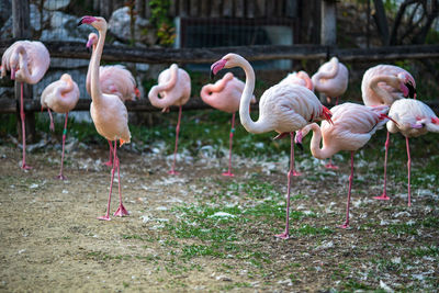 Flock of birds on field