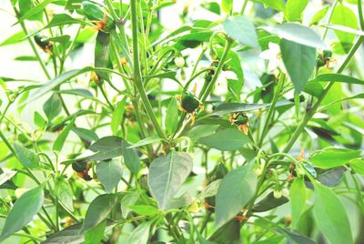 Plants growing on a tree