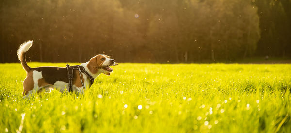 Dog in a field