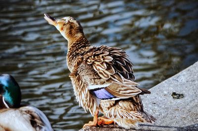 Close-up of ducks swimming in lake