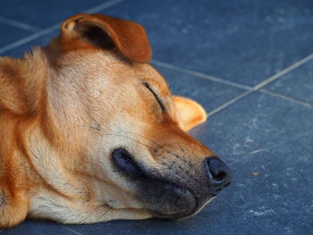 Close-up of dog lying on floor