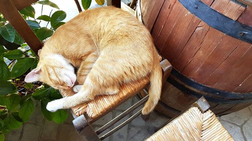 High angle view of a sleeping cat