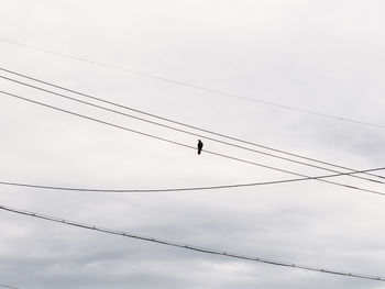 Low angle view of birds perching on cable